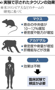 タウリン摂取で健康長寿！米コロンビア大の研究結果が示す老化防止効果とは？