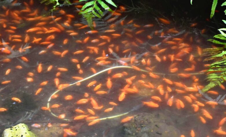 「悪質すぎる！」霧島市の神社で800匹の金魚が不法投棄される