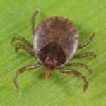 マダニが媒介する #オズウイルス 」で世界初の死亡例が発生!70代女性が感染確認される。