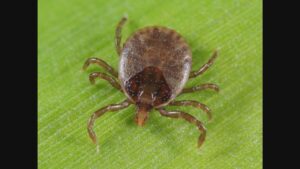 マダニが媒介する #オズウイルス 」で世界初の死亡例が発生!70代女性が感染確認される。