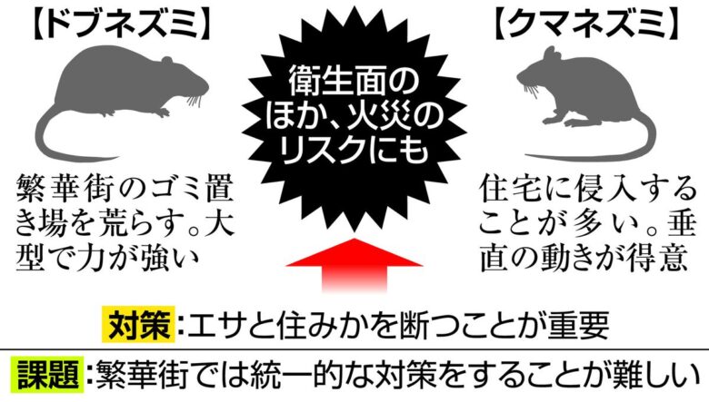 東京の繁華街 大量ネズミ現れる！ コロナ明けに！