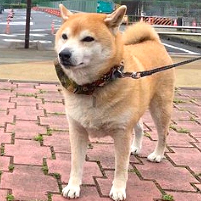 泣けてくる！柴犬の奇跡の行動に称賛の嵐！