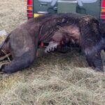 北海道の巨大ヒグマ「OSO18」が牛66頭を襲撃、ついに駆除される