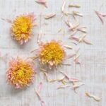 重陽の節句で菊の花を飾って秋の雰囲気を楽しもう！