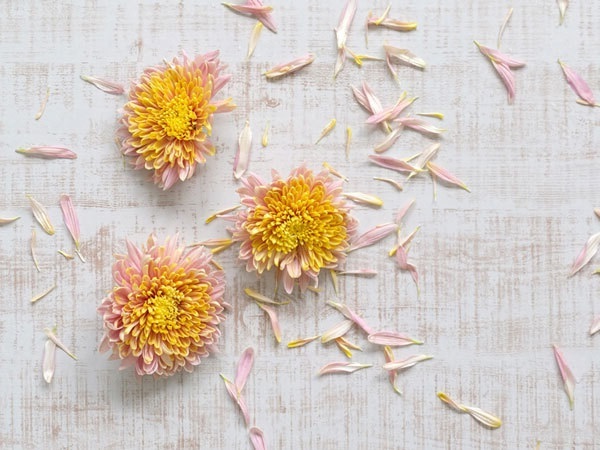 重陽の節句で菊の花を飾って秋の雰囲気を楽しもう！