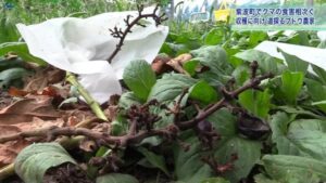 岩手・紫波町の農家、クマ被害でシャインマスカット収穫に危機感