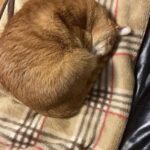 【画像】ワイのネッコ、エビみたいになる