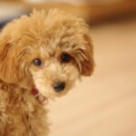 【議論】トイプードルって凄く可愛いよね！？