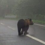 【悲報】熊さん出没のニュースが毎日、報道される・・