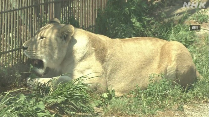 【恐怖】動物園飼育員さん、ライオンの檻に引きずり込まれ逝く