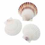 【議論】人類史上一番多く食べられてる生き物は・・貝と思うけど。。