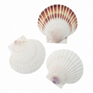 【議論】人類史上一番多く食べられてる生き物は・・貝と思うけど。。