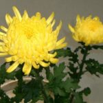 【悲報】近所の公園に生えてる“菊”がヤバすぎる。。