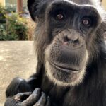 【動画】チンパンジーの身体能力、これは凄い・・