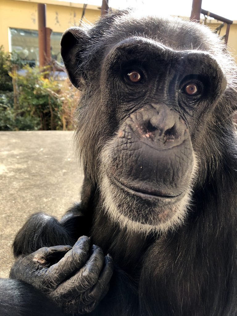 【動画】チンパンジーの身体能力、これは凄い・・