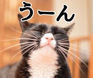 【画像】こういうジャージズボン穿いてる女性って、どう思う！？