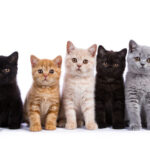 【議論】猫の柄で一番かわいいのは何ですか！？