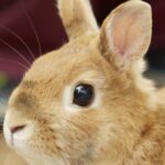 【画像】エチエチなバニーガールさん、こんな所にいた！🐰