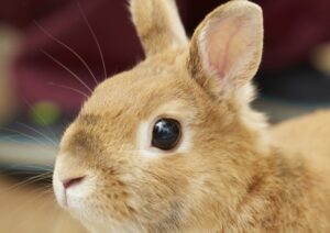 【画像】エチエチなバニーガールさん、こんな所にいた！🐰