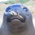 【画像】空を見上げるアザラシ、怖すぎる。。