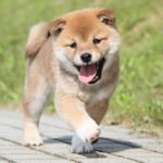 【朗報】犬を飼うと認知症のリスクが4割減るみたい！