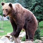 【議論】人間がクマに襲われる理由とは！？