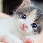 【結論】日本人に猫好きが多い理由、これが理由のハズ！？