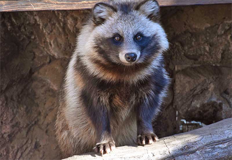 【画像】たぬきとかいう生き物、可愛すぎる！！