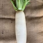 【議論】大根を一番英語っぽく言った奴が優勝！！！！！！！！