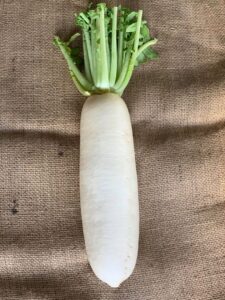 【議論】大根を一番英語っぽく言った奴が優勝！！！！！！！！