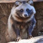 【画像】ペットのタヌキ、これはかわええ！