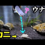 【どっちにする！？】一生ウナギ禁止 or 一生カニ禁止