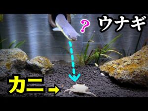 【どっちにする！？】一生ウナギ禁止 or 一生カニ禁止