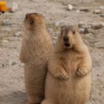 【画像】カピバラとかいう世界一カワイイ生き物ｗｗｗｗｗｗｗｗｗｗｗｗｗｗｗｗｗｗｗｗｗｗ