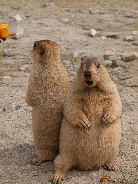 【画像】カピバラとかいう世界一カワイイ生き物ｗｗｗｗｗｗｗｗｗｗｗｗｗｗｗｗｗｗｗｗｗｗ