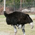 【癒し】ダチョウって、可愛いよね！