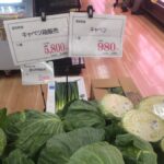 【悲報】キャベツの値段、とんでもないことになる