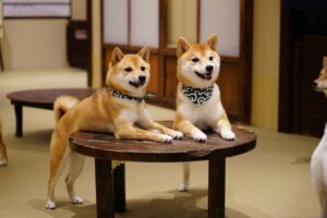 【議論】猫カフェに比べて犬カフェが流行らないのはなぜ?