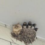 【画像】ネッコさん、とんでもないところで獲物を待ち構えてしまうｗｗｗｗｗｗｗｗｗｗｗｗ