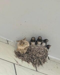 【画像】ネッコさん、とんでもないところで獲物を待ち構えてしまうwwwwwwwwwwww