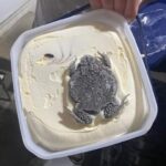 【画像】海外のアイスクリーム、ガチで美味そうwxwxw