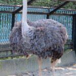 【知ってました！？】ダチョウは・・時速９０キロで走れるよ！