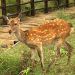 【画像】奈良で新種のシカが出現しました!?
