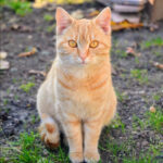 【疑問】猫を飼うってどんな感じ！？