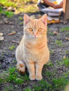 【疑問】猫を飼うってどんな感じ！？