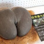 【画像】世界最大の種、エロすぎる