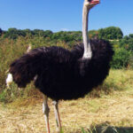 【画像】江戸時代のダチョウ（陀鳥）、ただの化け物だった！？