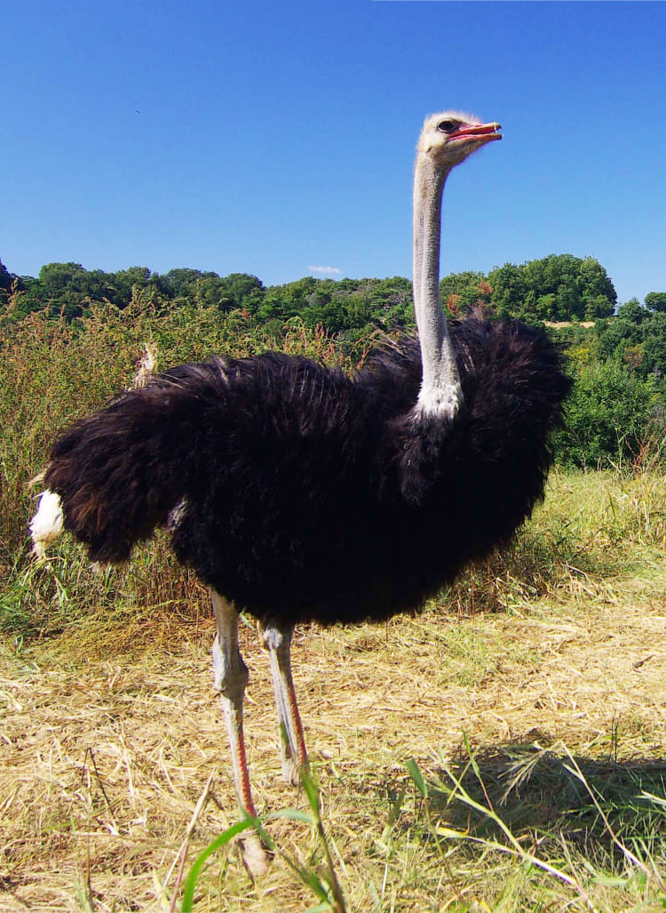 【画像】江戸時代のダチョウ（陀鳥）、ただの化け物だった！？