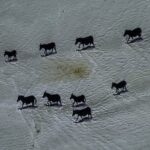 【画像】シマウマのステルス性能がヤバいｗｗｗｗｗｗ