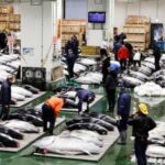 【朗報】マグロの初競 → 2億とんで700万wwwww